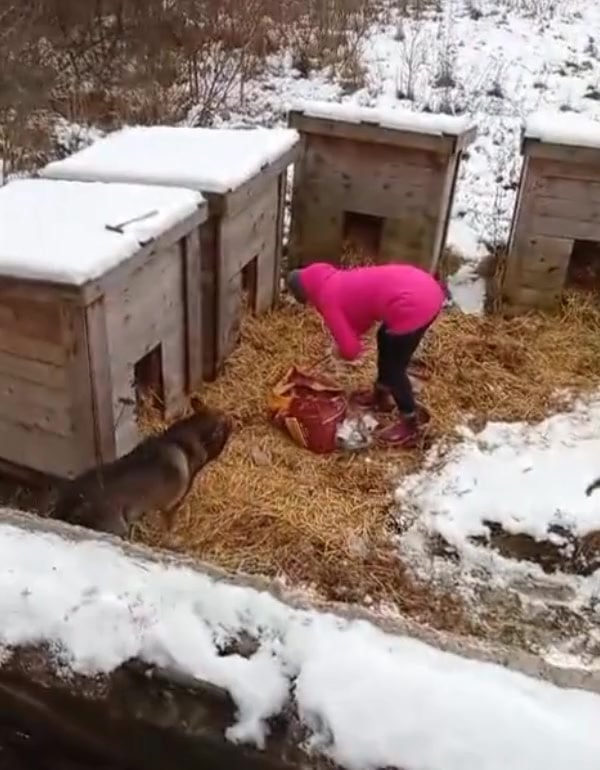 Собаки с завода