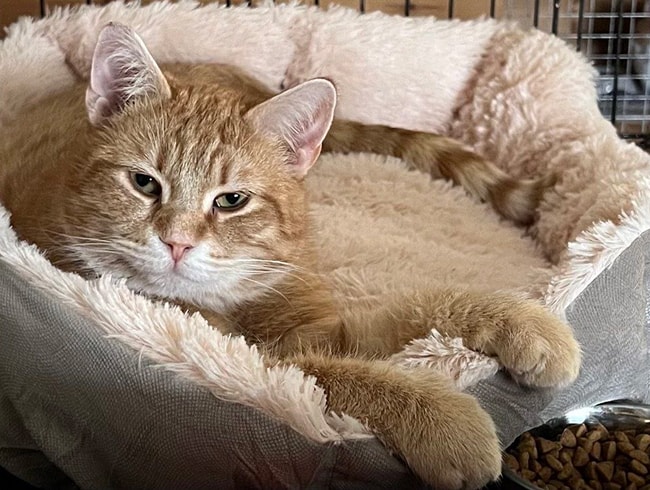 Лучик